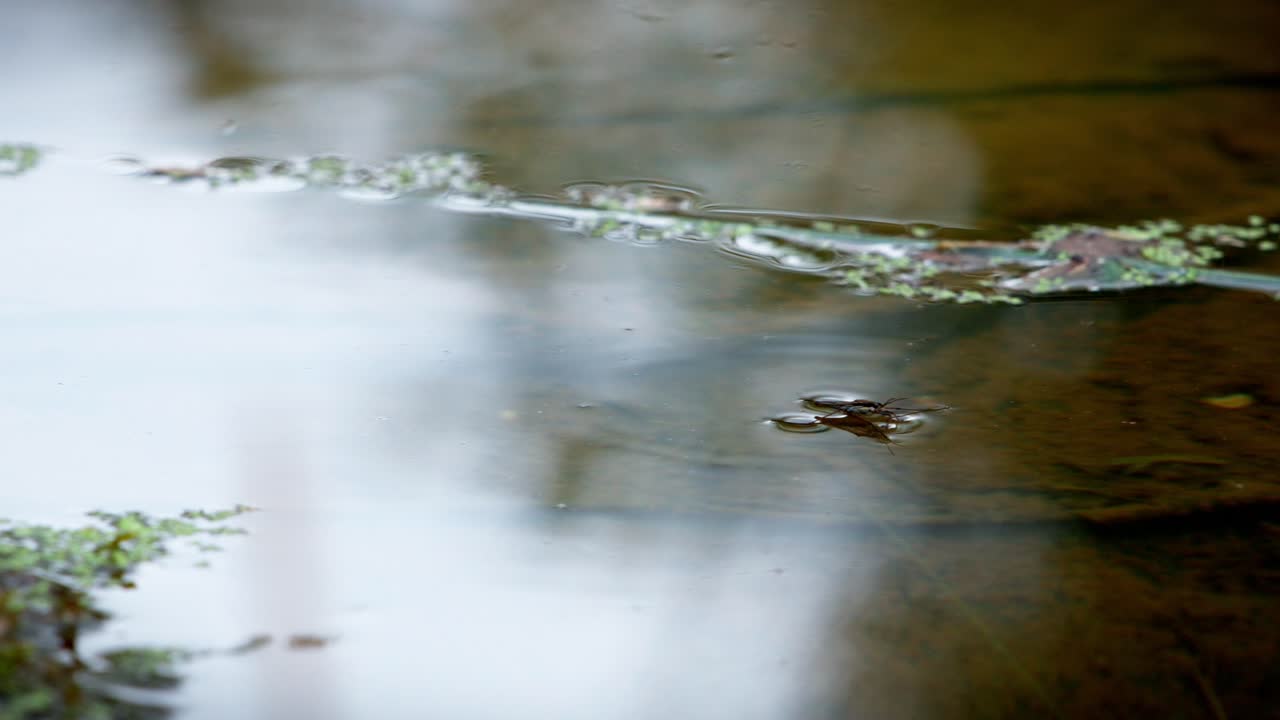 An insect swims swiftly across the water's surface in the morning in a natural pond