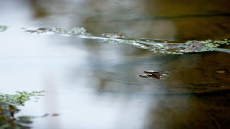 an insect swims swiftly across the water's surface in the morning in a natural pond