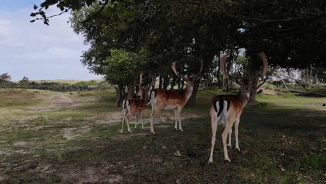 ciervos mirando al dron y alejándose en cámara lenta