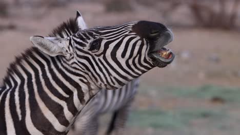 zebra barking with another in background closeup