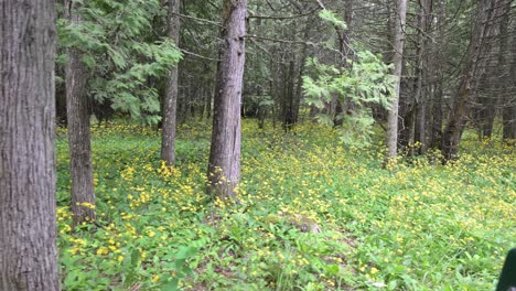 yellow-wildflower-growing-in-the-forested-state-park-of-Mackinac-Island,-Michigan