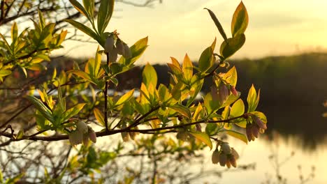foto de primer plano de las hojas en las ramas que cambian de color durante el otoño, con vistas a un lago tranquilo y borroso que refleja los cálidos tonos de la serena puesta de sol, creando una escena pacífica y pintoresca en inglaterra, reino unido