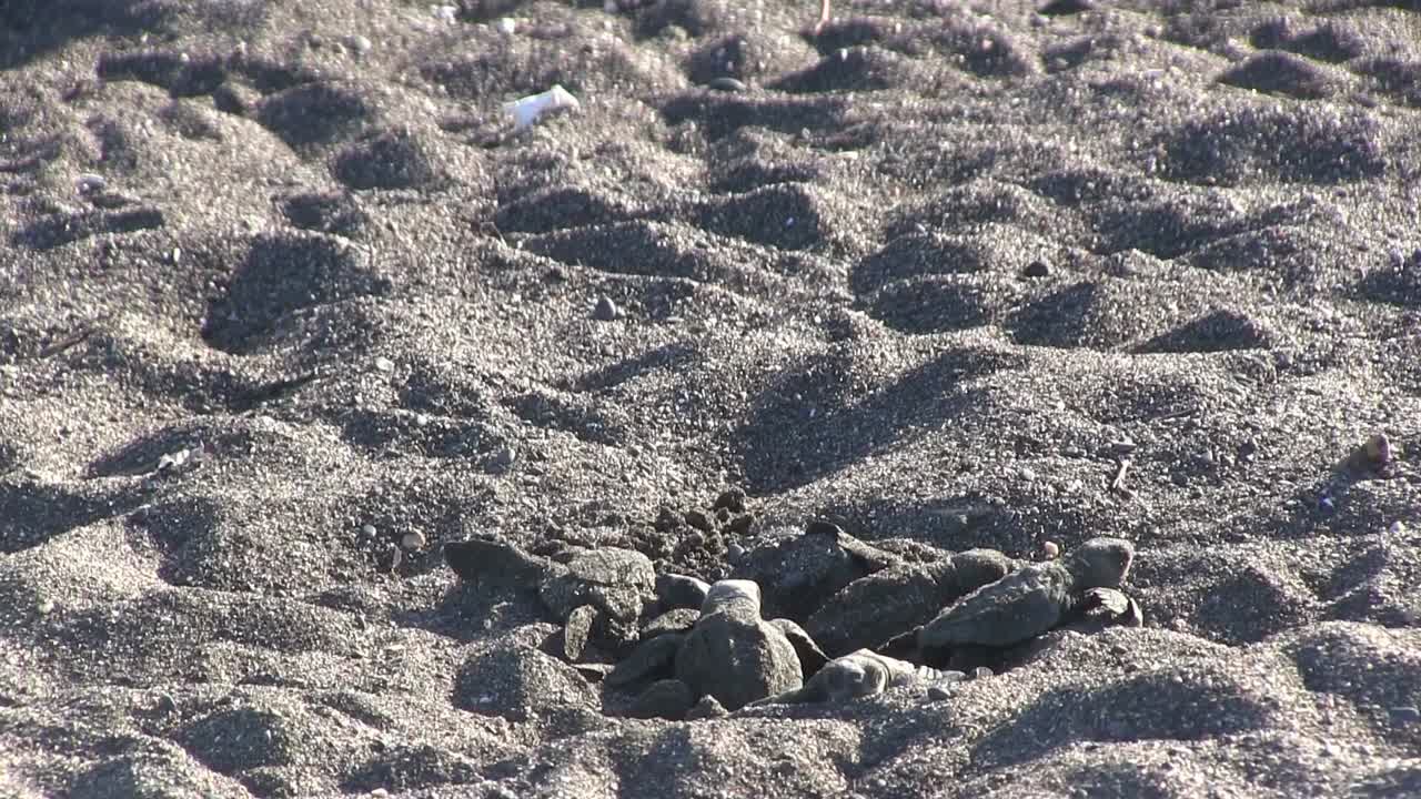 아기 바다 거북은 해변에서 독수리 새에게 먹힙니다.