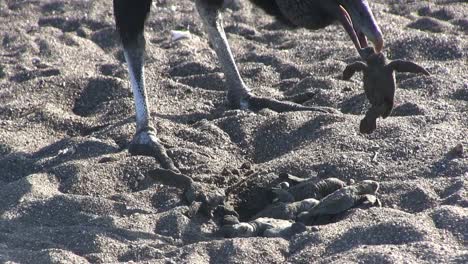 Baby-sea-turtles-are-eaten-by-vulture-birds-on-a-beach