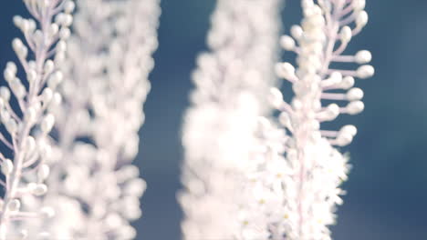 planta drimia aphylla brillando en la luz trasera moviéndose en cámara lenta con el viento - una mirada soñadora y relajante con un fondo azul