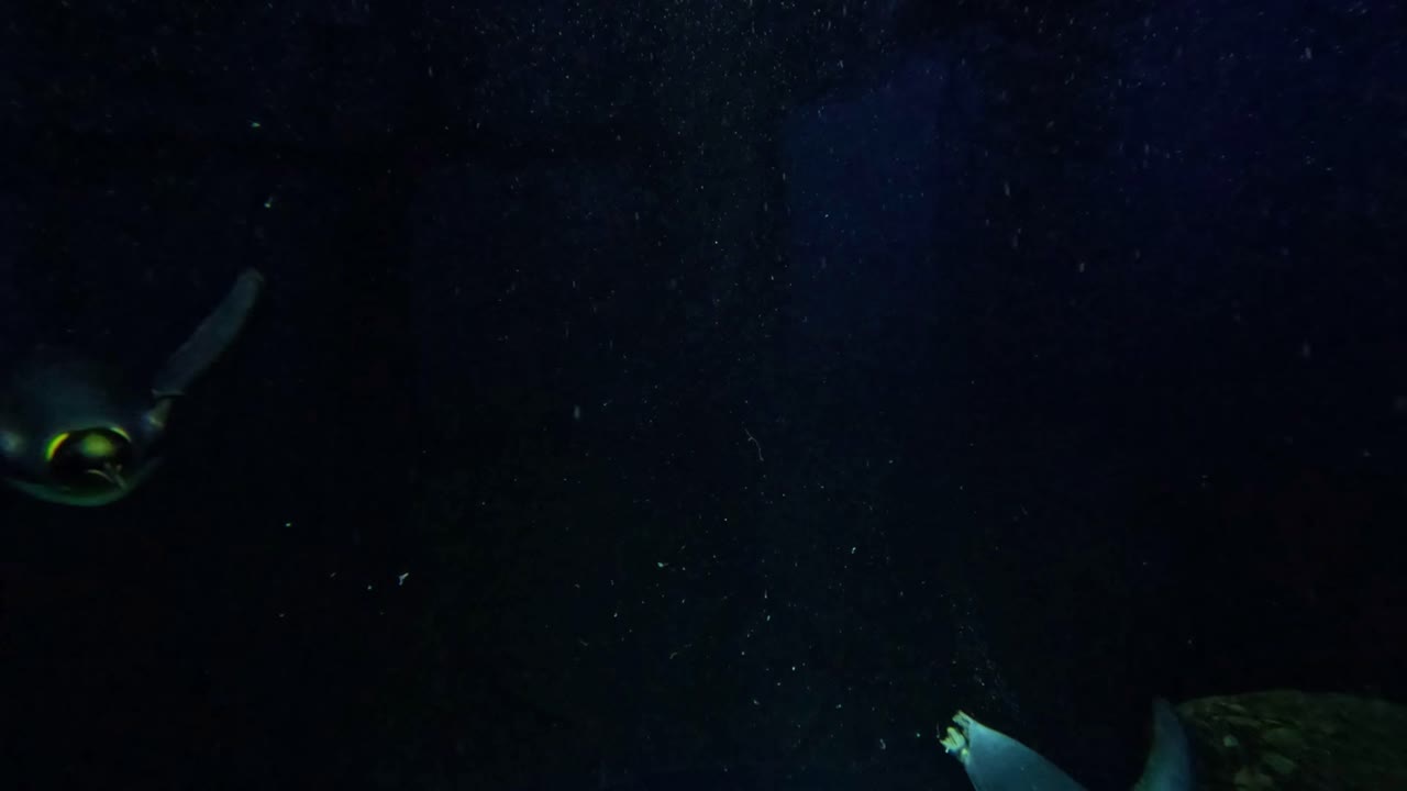 пингвины грациозно плавают в большом аквариуме