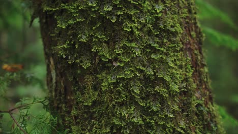 Regentropfen-Auf-Bemoosten-Baum-Im-Aokigahara-Wald,-Japan