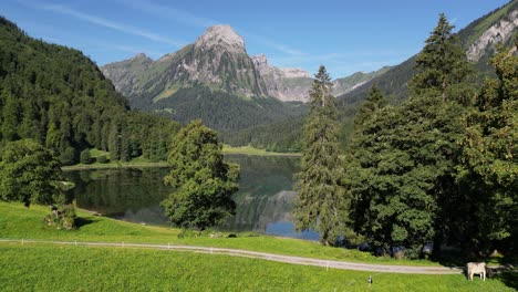 drone shot of swiss the green field side lake grass land and agriculture local life of people in mountain alpine living in summer livestock grazing concept and fresh local organic agriculture product