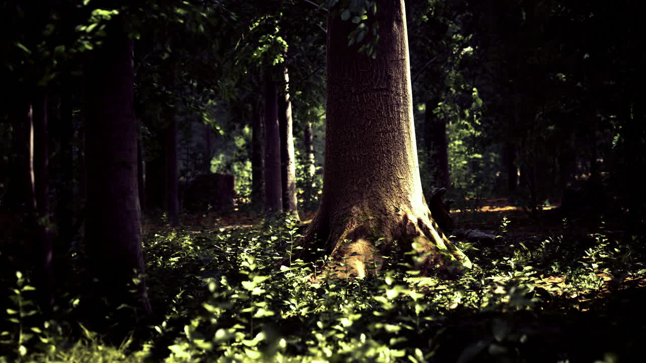 Exploring the enchanting forest with sunlit trees and mysterious shadows