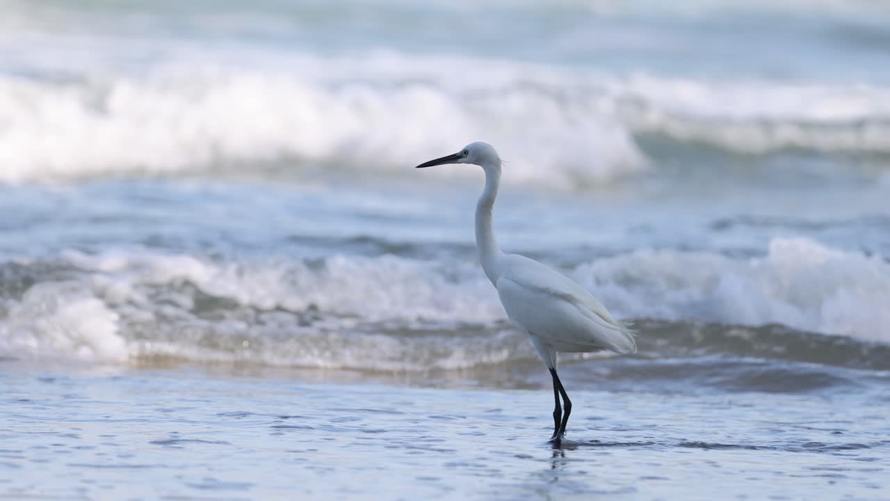 la garza blanca se pasea a lo largo de la costa de la playa