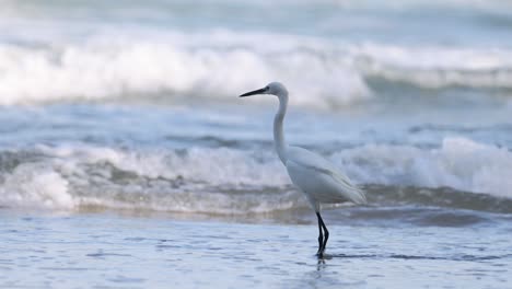 white egret strolls along the beach shoreline