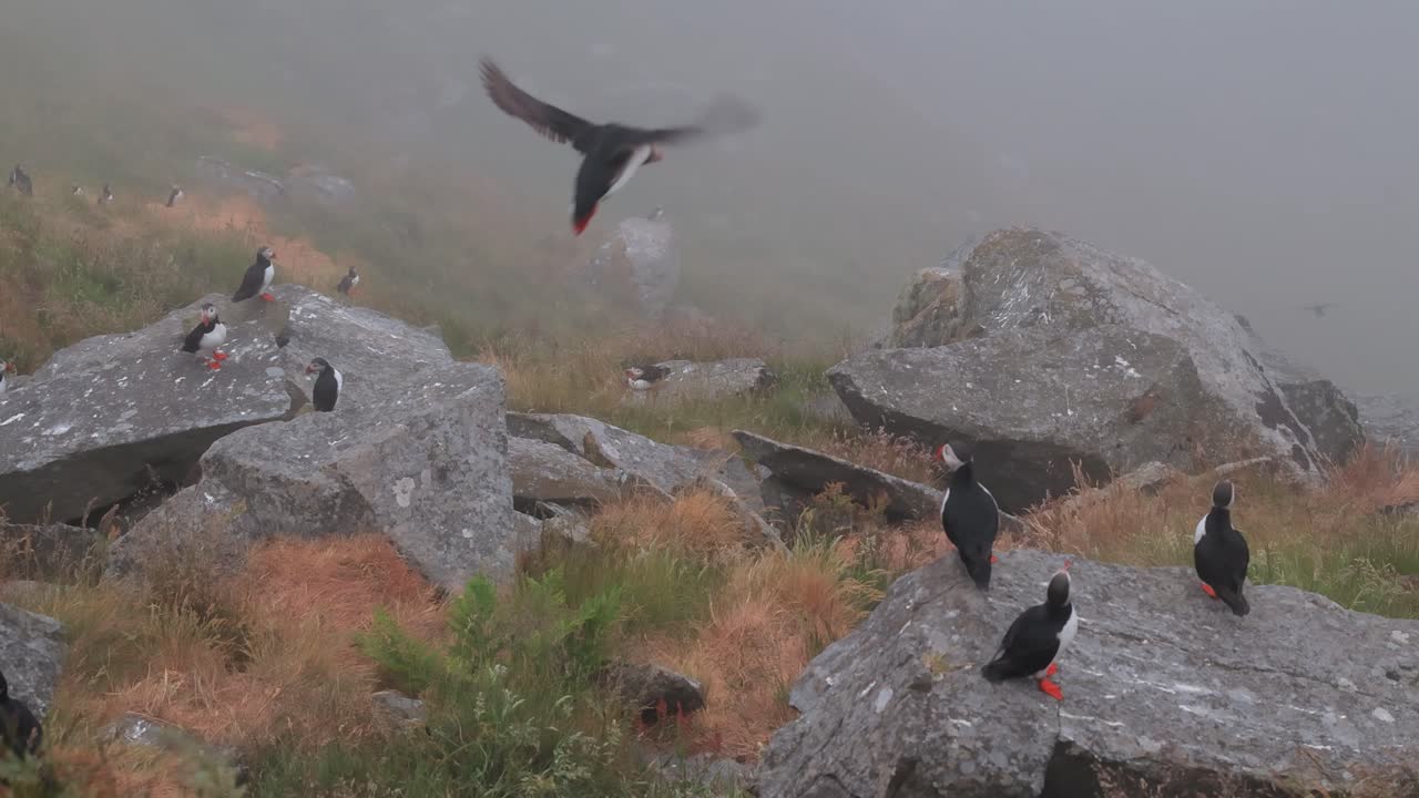 papagaios en las montañas de niebla