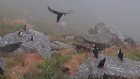 puffins in foggy mountains