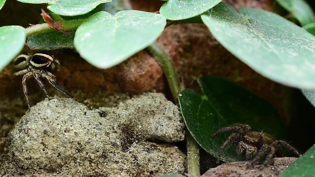 Detailed wildlife observation showing jumping spider pair engaged in pre mating interaction behavior