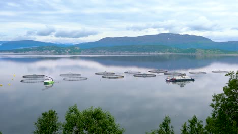 pesca de salmón de granja