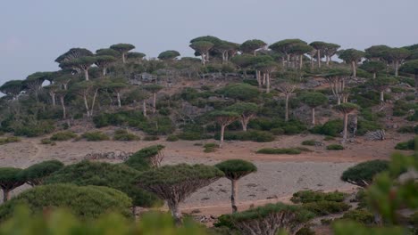 Densos-árboles-De-Sangre-De-Dragón-En-El-Bosque-De-Firmhin,-Isla-De-Socotra,-Yemen