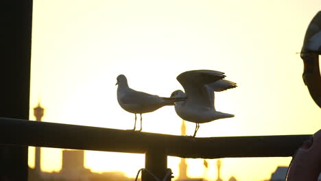 Un-Par-De-Gaviotas-Descansando-En-Las-Barandillas-Con-Una-Brillante-Puesta-De-Sol-Amarilla-En-El-Fondo-En-Dubai,-Emiratos-árabes-Unidos