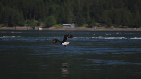 Ein-Adler-Fliegt-In-British-Columbia,-Kanada,-über-Den-Ozean-Und-Sucht-Nach-Fischen