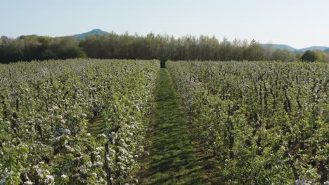 Rise-of-a-drone---aerial-shot-of-a-sunny-white-apple-blossom-on-a-big-field-with-mountains-in-the-background-25p