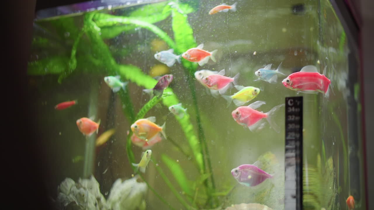 Colorful fish swimming inside aquarium with green plants and temperature strip visible on glass wall, vibrant aquatic scene featuring red, yellow, blue, and purple fish creating dynamic underwater movement