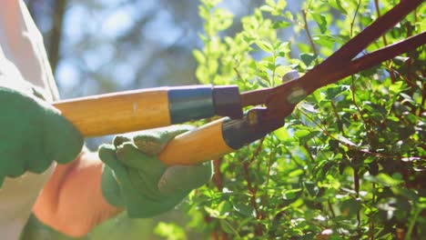 A gardener trimming hedge with a pair of gardening shears