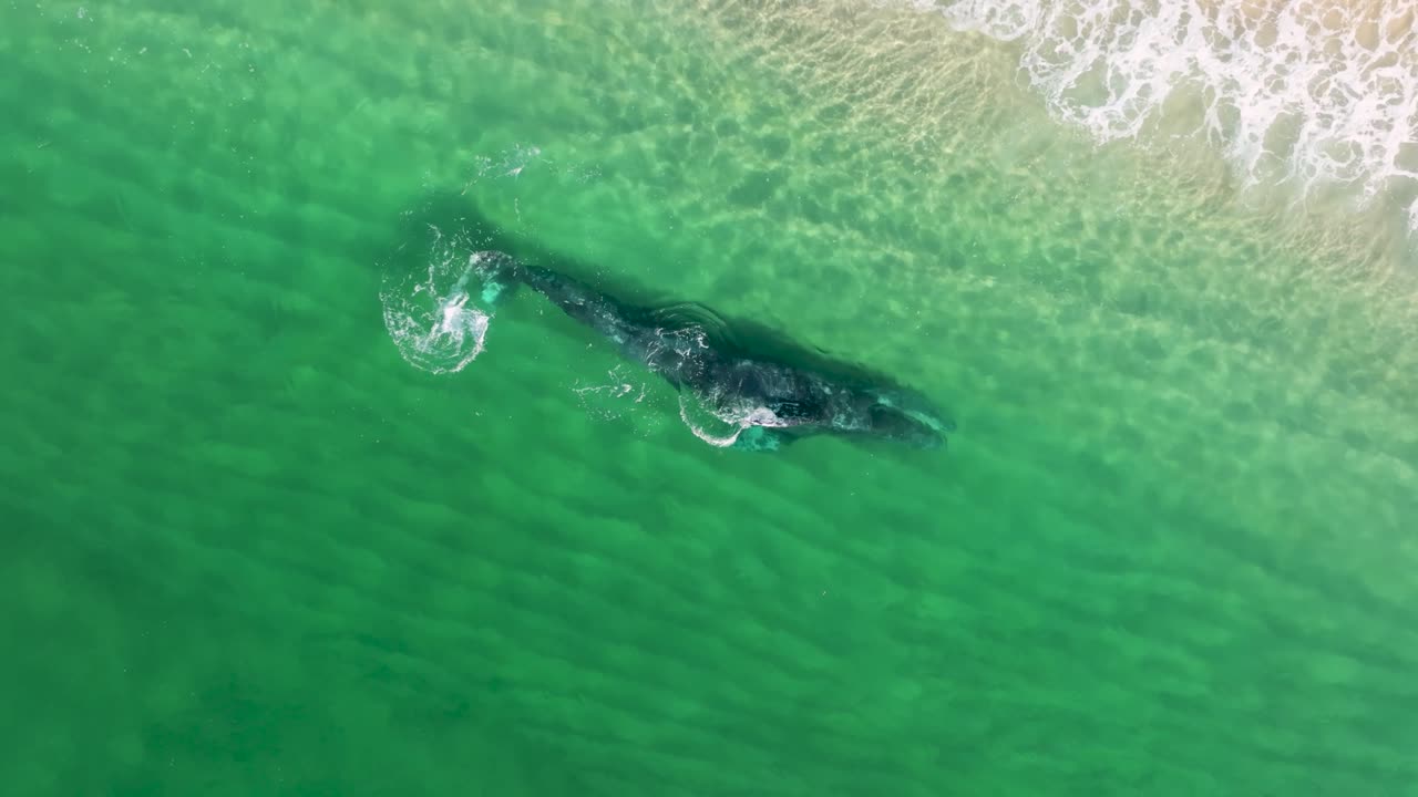 Breathtaking drone footage of a whale pod in open waters