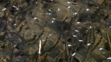 spiders gliding over water surface together