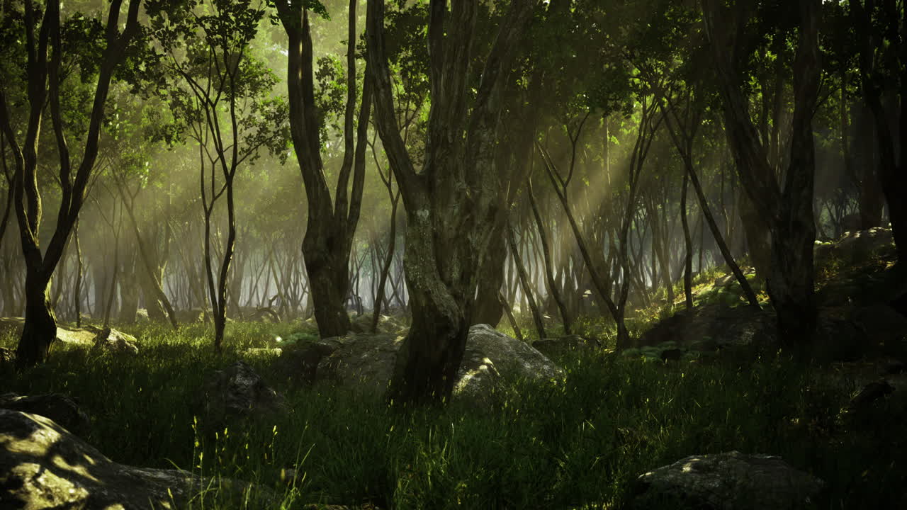 Lush forest glade captures the essence of tranquility at dawn