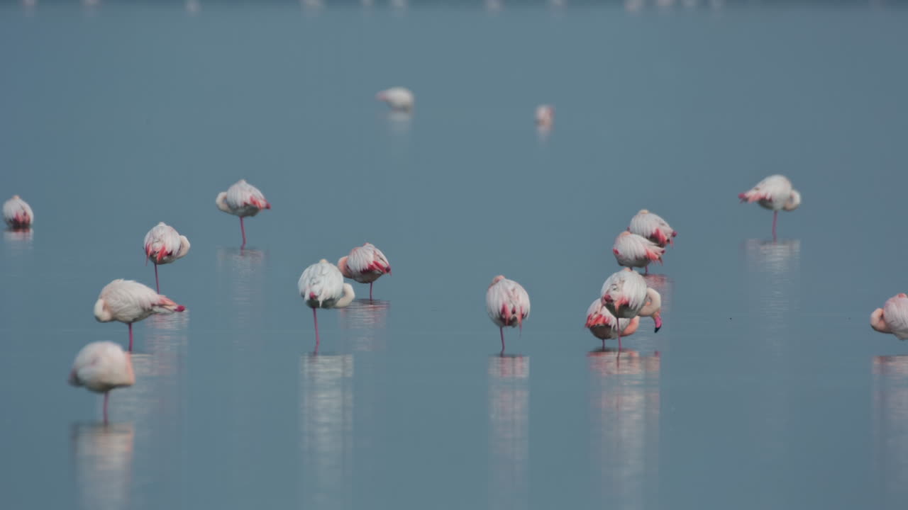 델타 플라밍고 20