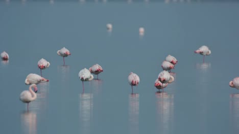 deltaflamingos 20
