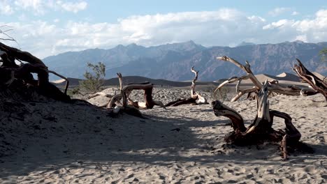 dead dry bent trees in death valley, mojave desert california with people in the distance, aerial dolly right shot