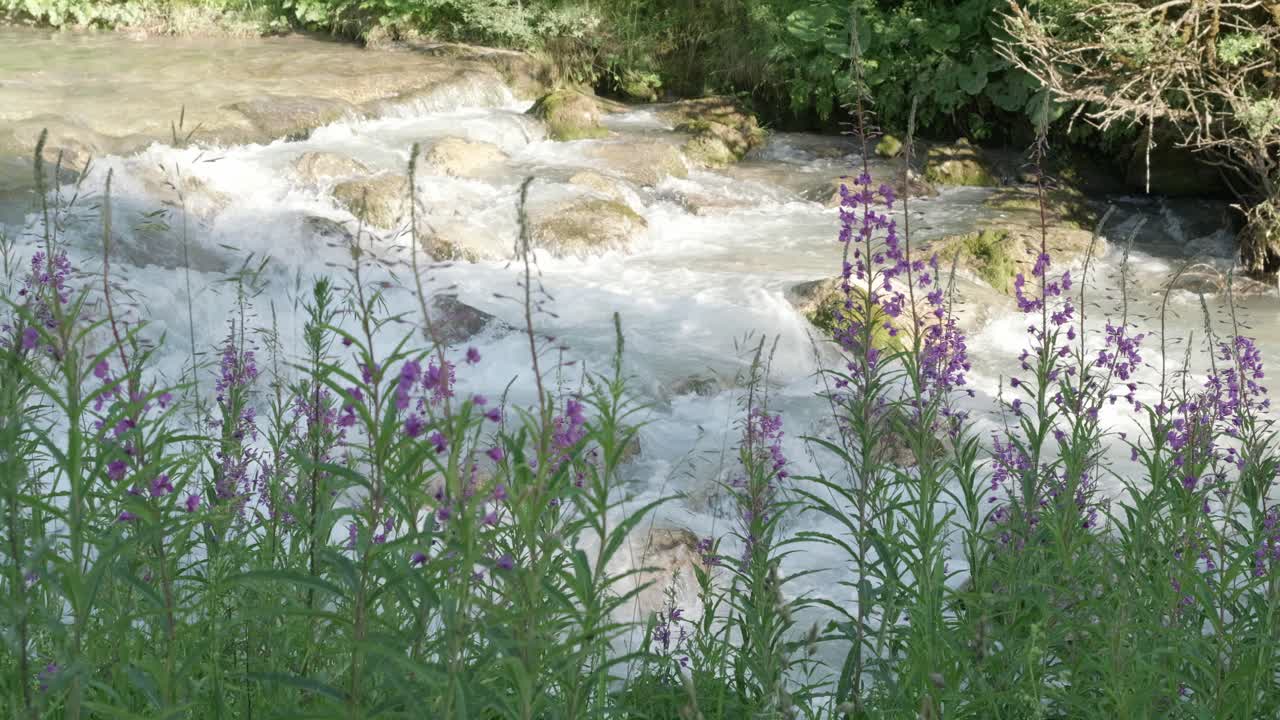 Purple Flowers Adorn Rushing Waterfall Stream