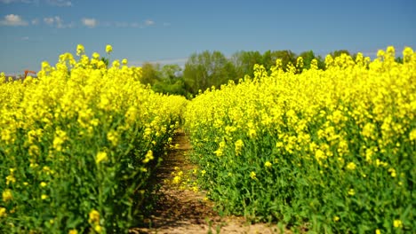 blooming rapeseed flowers in full sun, peaceful nature path through yellow field