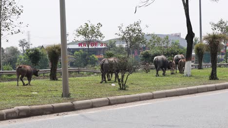 buffaloes grazing near a street with motorbike passing