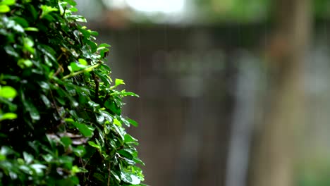 moderate rain with wet bush on the left