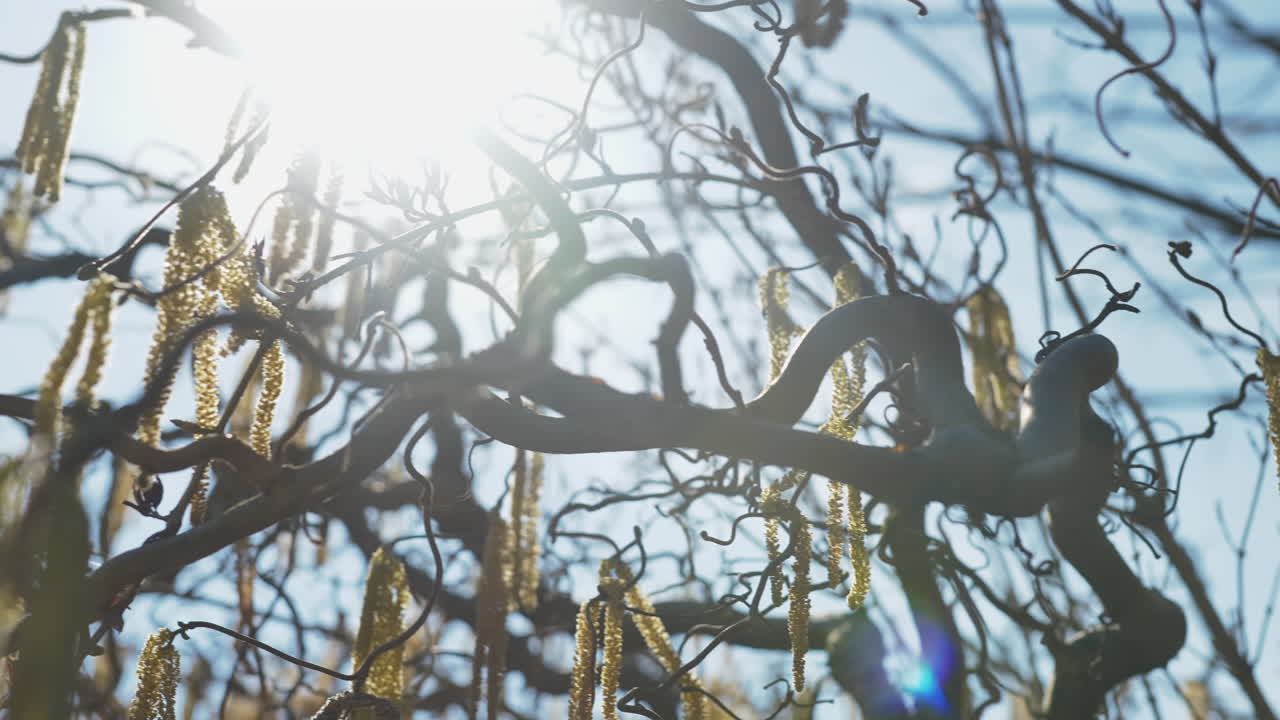 Spring Tree Branches with Catkins in Sunlight