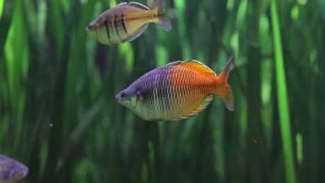 Der-Boesemani-Regenbogenfisch-(Melanotaenia-Boesemani)-Ist-Eine-Fischart-Aus-Der-Familie-Der-Melanotaeniidae.