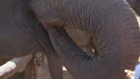 Shot-from-behind-of-Volunteer-feeding-Elephant-in-Sanctuary,-Slow-motion