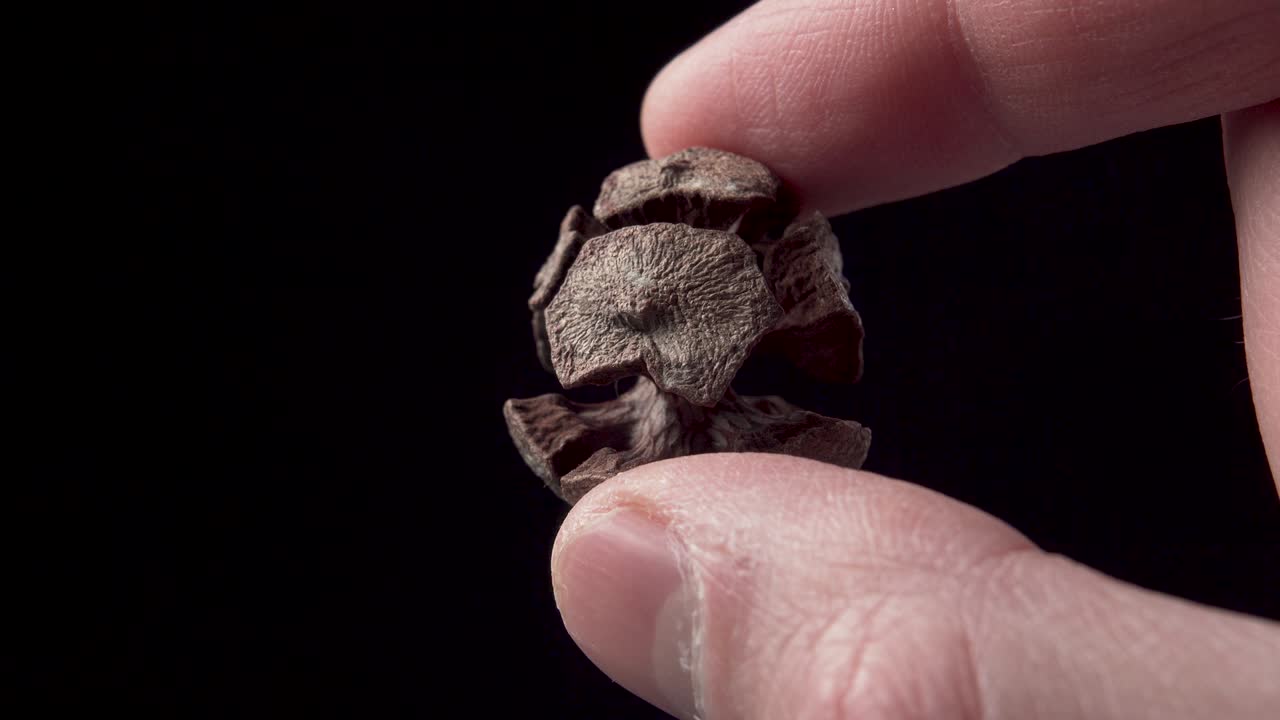 cono de pino de ciprés seco en la mano