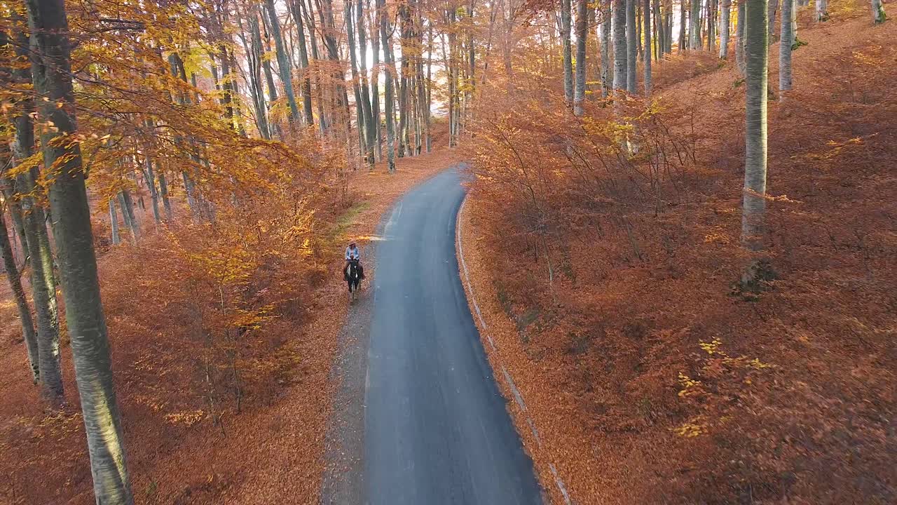 Équitation dans une forêt avec de grands arbres