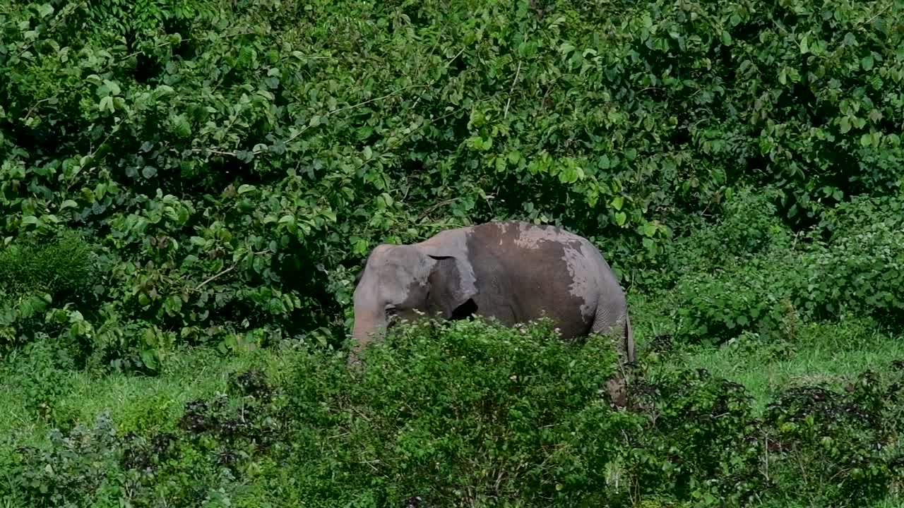 아시아 코끼리는 멸종 위기 종이며 태국 거주자이기도합니다.