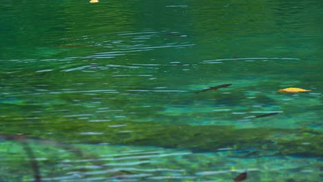 Footage-of-Small-Tropical-Fish-Swimming-in-Beautiful-Turquoise-Waters,-Surrounded-by-Butterflies