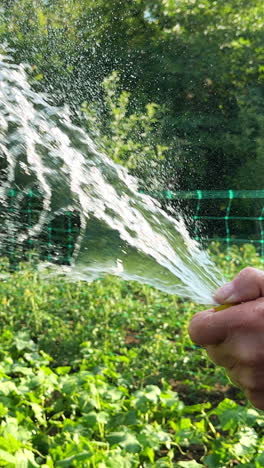 watering plants in the garden