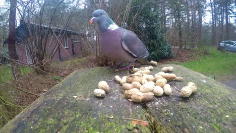 curious pigeon picking up and swallowing peanut from garden table and flying off