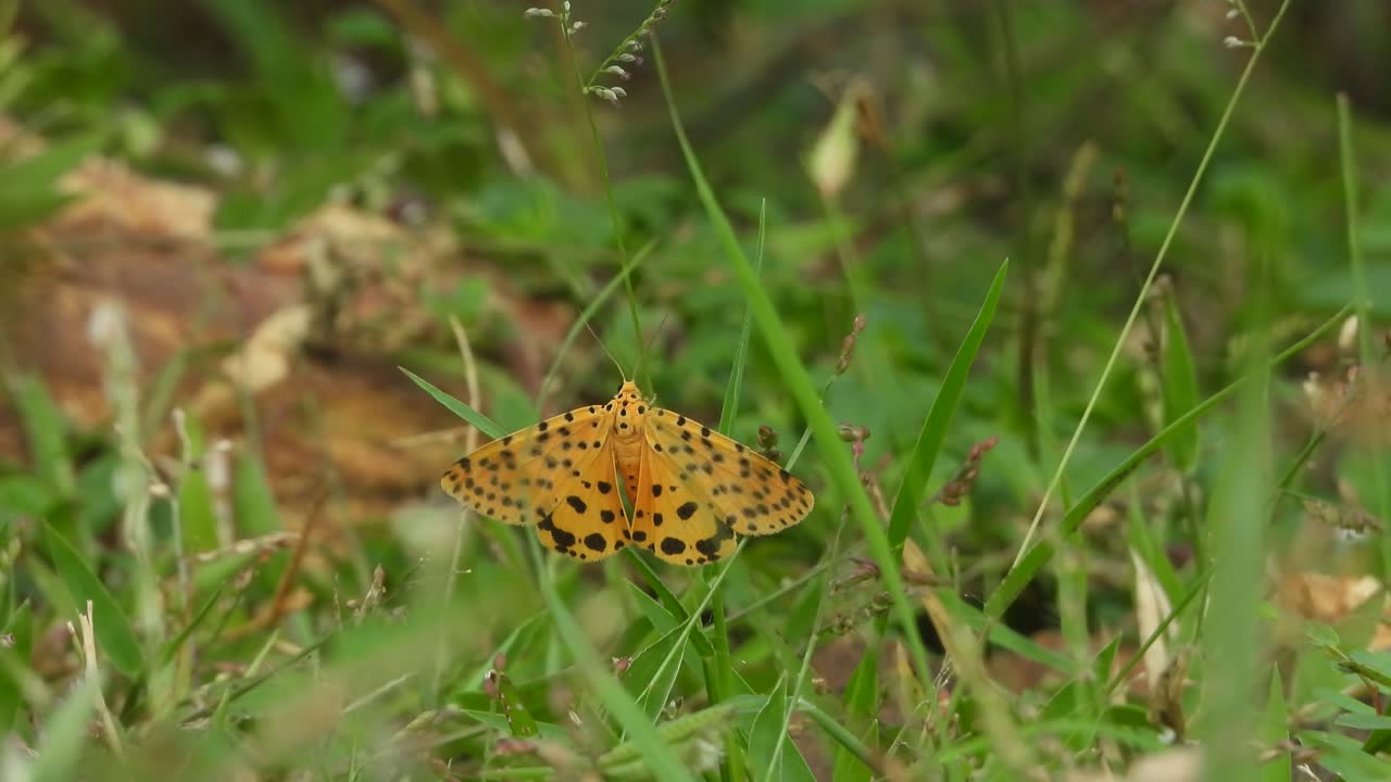 hermosa mariposa amarilla en la hierba