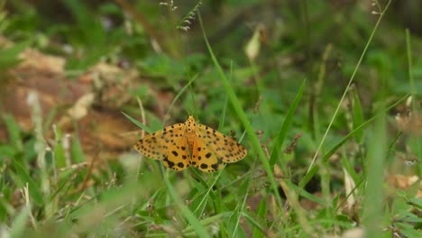 bela borboleta amarela na grama