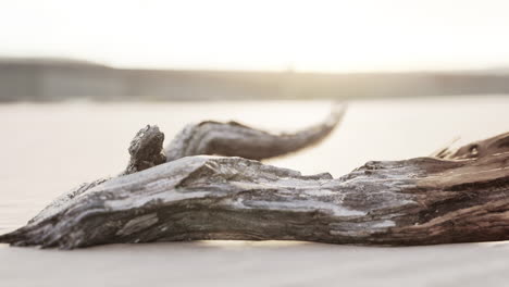 Ein-Stück-Einer-Alten-Wurzel-Liegt-Im-Sand-Des-Strandes