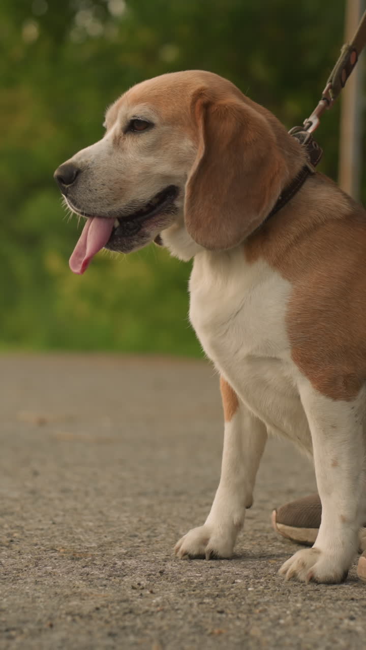 perro sentado cómodamente entre las piernas del dueño al aire libre, mirando pensativo y contento, con fondo borroso que incluye automóviles que pasan por la carretera rural, árboles verdes y refugio de parada de autobús