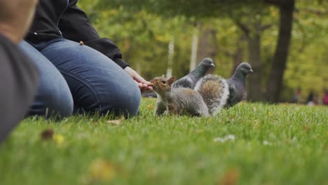 adorable and cute grey squirrel walks on green grass in park towards caucasian hand holding food to eat and grabs nut, with two pigeons walking in background, low vantage close up slow motion