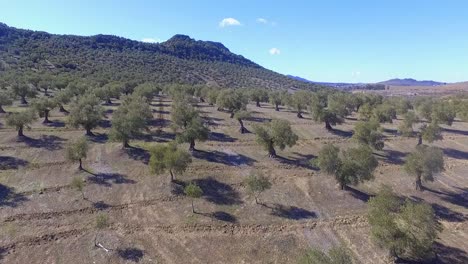 olive tree field in córdoba aerial shot with blue sky